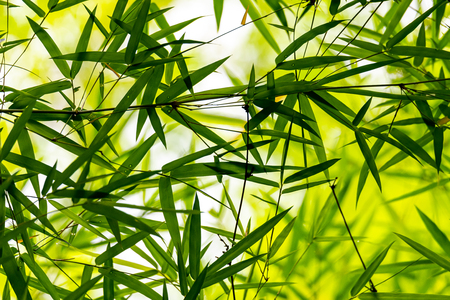 Fresh look of Thai bamboo leaves texture after rainingの写真素材