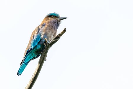 Colorful Indian Roller perching on a perch isolated on white backgroundの写真素材