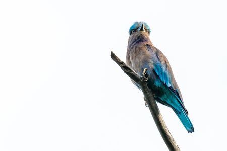 Colorful Indian Roller perching on a perch and puffing up its plumage isolated on white backgroundの写真素材