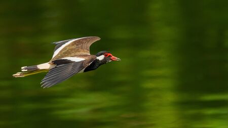 Red-Wattled Lapwing in flight above water surfaceの写真素材