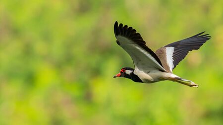 Red-Wattled Lapwing in flight with blur green tree  backgroundの写真素材
