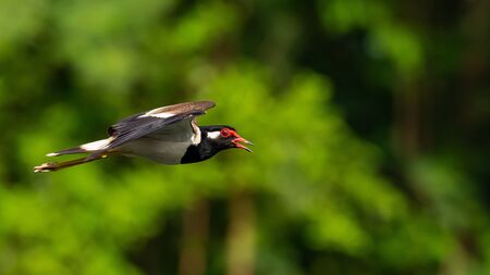 Red-Wattled Lapwing in flight with blur green tree  backgroundの写真素材