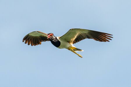 Red-Wattled Lapwing in flight with blue sky  backgroundの写真素材