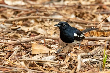 Male Oriental Magpie Robin perching on leafy ground finding insects under leavesの写真素材