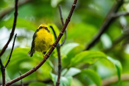 Cute and beautiful Yellow-bellied Fairy-fantail perching on a perchの写真素材