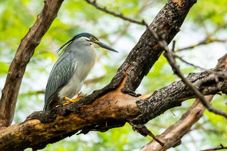 Striated Heron perching on a tree with blur green tree backgroundの写真素材