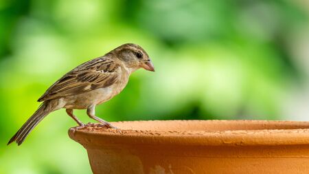 House sparrow (juvenile) perching on clay bowl of waterの写真素材