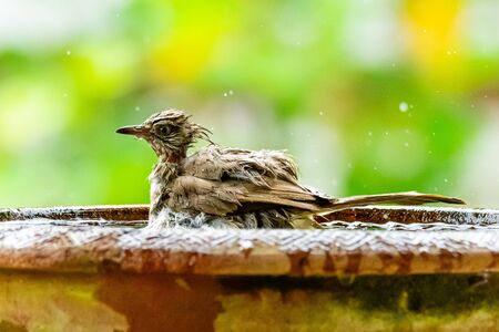 Streak-eared Bulbul enjoy taking a bath in clay bowl of waterの写真素材