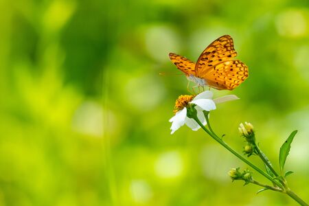 Orange brown butterfly using its probostic to drink nectar from flowerの写真素材