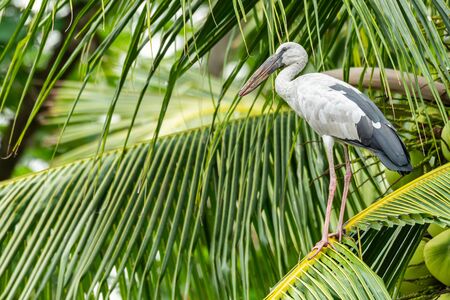 Asian openbill stork perching on coconut leaf looking into a distanceの写真素材