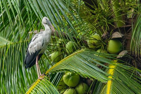 Asian openbill stork perching on coconut leaf looking into a distanceの写真素材