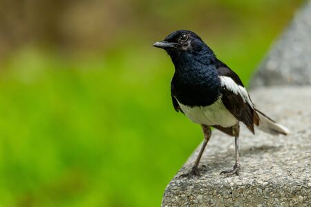Male Oriental Magpie Robin perching on cement plate looking into a distanceの写真素材