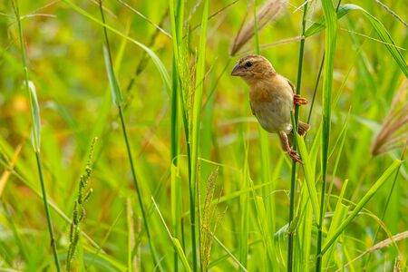 Female Asian Golden Weaver perching on grass stem in paddy fieldの写真素材