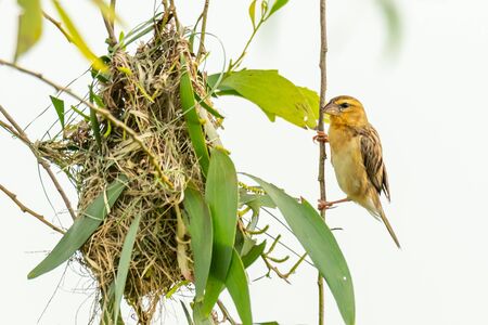 Female Asian Golden Weaver perching near its nest during spawning season