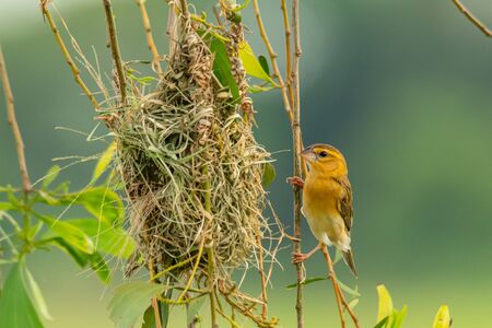 Female Asian Golden Weaver perching near its nest during spawning season