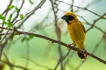 Male Asian Golden Weaver isolated perching on perchの写真素材
