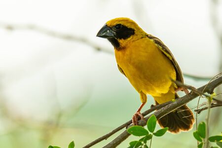Male Asian Golden Weaver isolated perching on perchの写真素材