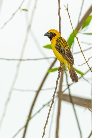 Male Asian Golden Weaver isolated perching on perchの写真素材