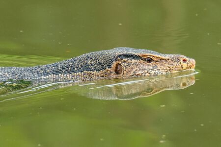 Asian water monitor lizard swimming in riverの写真素材