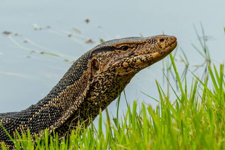 Asian water monitor lizard lifting up head on river bankの写真素材
