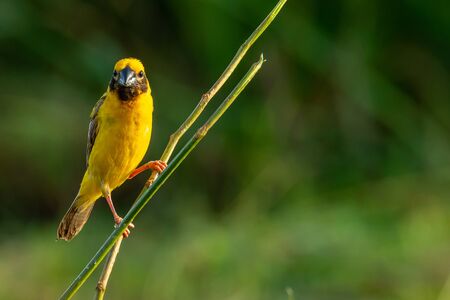 Bright and yellowish male Asian Golden Weaver perching on perch, looking into a distanceの写真素材