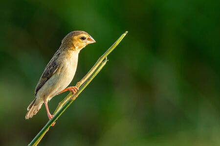Female Asian Golden Weaver perching on perch, looking into a distanceの写真素材