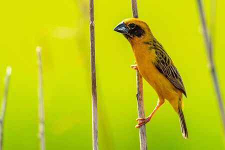 Bright and yellowish male Asian Golden Weaver perching on dried perch, looking into a distanceの写真素材