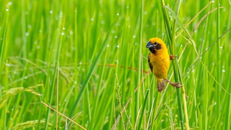 Bright and yellowish male Asian Golden Weaver perching on grass stem, looking into a distanceの写真素材