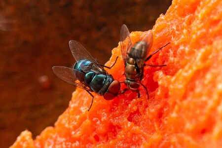 Houseflies feeding on rotten papaya meatの写真素材
