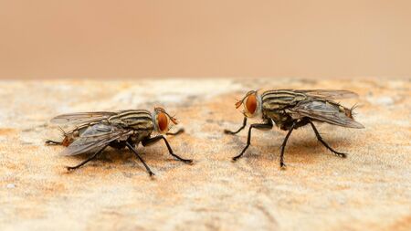 Two houseflies facing each other on the light brown floorの写真素材