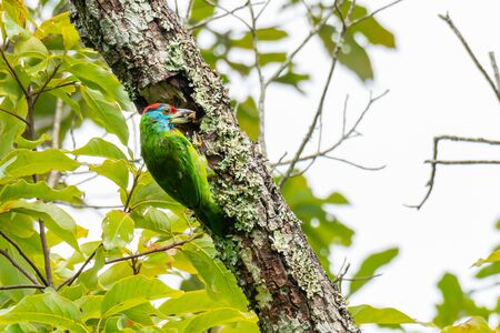 Blue-Throated Barbet chiseling out a hole to build its nestの写真素材