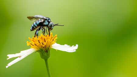 Neon Cockoo Bee collecting pollen from little daisy flower with blur green backgroundの写真素材