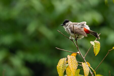 Sooty-headed Bulbul perching on wild himalayan cherry perch and puffing up plumage