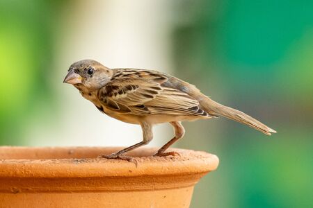 Female Russet Sparrow perching on a clay bowl, looking into a distanceの写真素材
