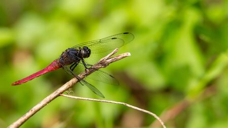 Spine-tufted Skimmer dragonfly perching on a perch with green blurred backgroundの写真素材