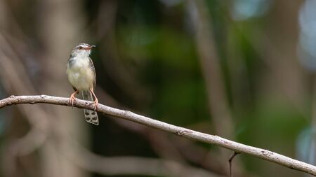 Rufescent Prinia perching on a perch looking into a distanceの写真素材