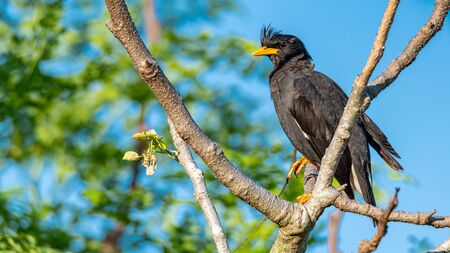White-vented Myna perching on a perch looking into a distance with blue sky backgroundの写真素材