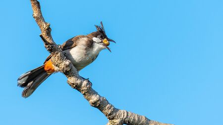 Red-whiskered bulbul perching on a perch with banyan fruit in its beak, blue sky background