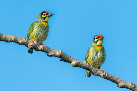 Two Coppersmith barbets perching on a perch looking into a distance with blue sky in background