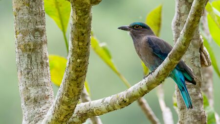 Indochinese Roller perching on Plumeria perch looking into a distanceの写真素材
