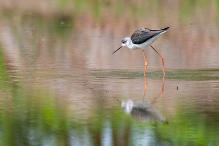 Black-winged Stilt wading and finding food from the coastal intertidal area