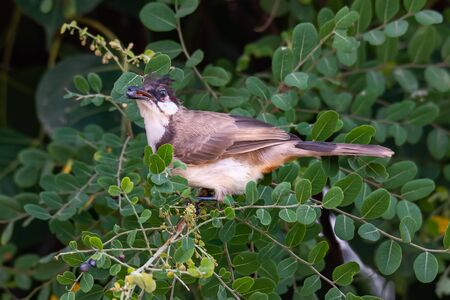 Red-whiskered bulbul feeding on Phyllanthus reticulatus fruitの写真素材
