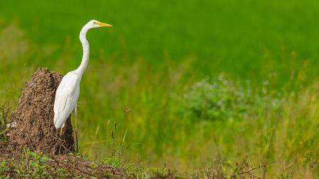 Great Egret isolated in paddy field looking into a distanceの写真素材
