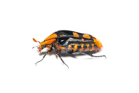 Flower beetle or Coelodera penicillata isolated on white background