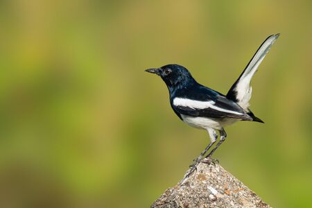 Oriental Magpie Robin perching on top of cement pole looking into a distanceの写真素材