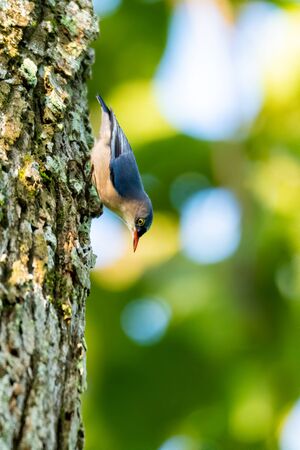 Velvet-Fronted Nuthatch perching on bark of tree looking into a distanceの写真素材
