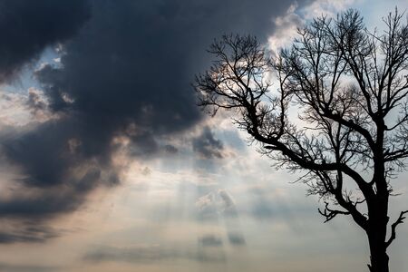 Silhouette of leafless tree isolated on cloudy sky and sunlight shining through the cloudsの写真素材
