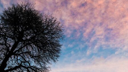 Silhouette of leafless tree isolated on colorful evening skyの写真素材
