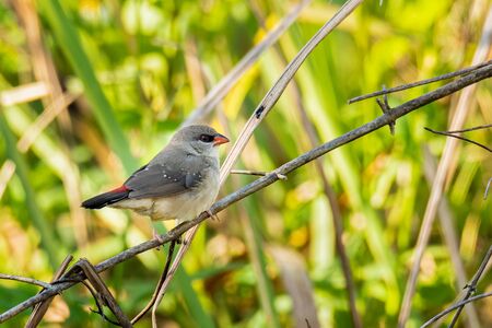 Female Red Avadavat perching on grass stem looking into a distanceの写真素材