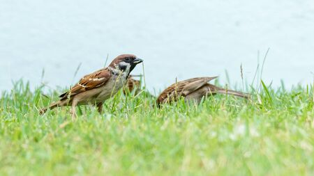 A group of Eurasian Tree Sparrows standing on a lawnの写真素材